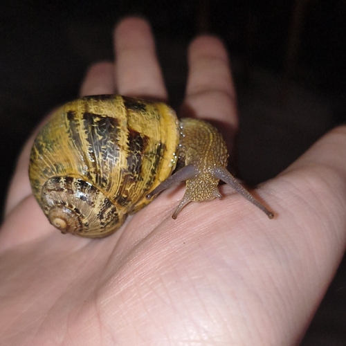 Garden Snail