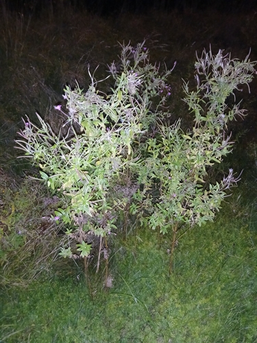 Great Willowherb