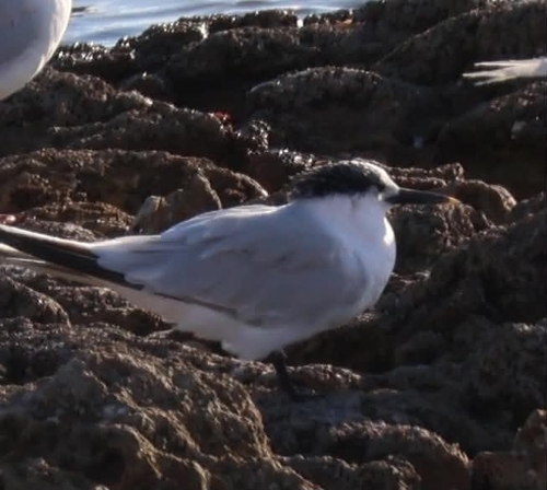 iNaturalist image