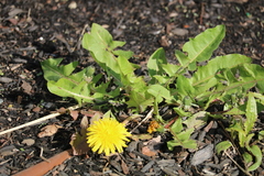 Taraxacum officinale