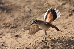 Kalahari Scrub Robin photo 3