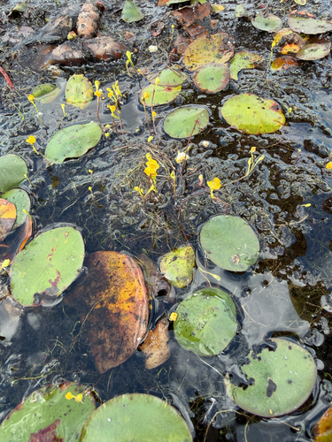 Utricularia gibba, photograph 1