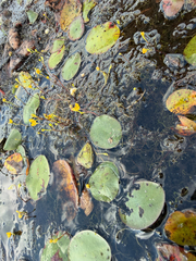 Utricularia gibba, photograph (c) naturalist charlie, some rights reserved (CC BY)