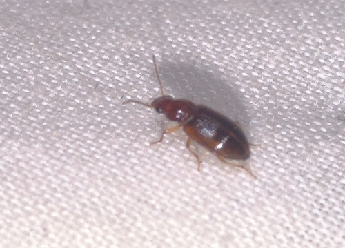 Bradycellus verbasci