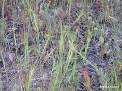 Aegilops triuncialis