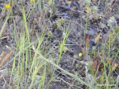 Aegilops triuncialis