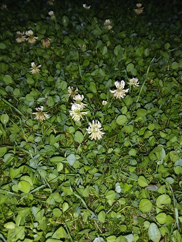 white clover