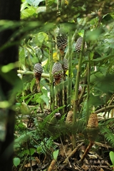 Zingiber pachysiphon