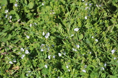 Veronica