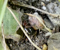 Asagena americana