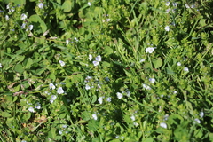 Veronica