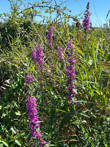 purple loosestrife