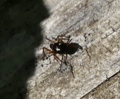 Asagena americana