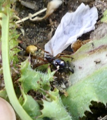 Asagena americana