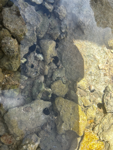 Neritina neglecta observed 2026-08-23