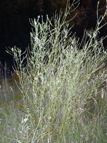 White Sweetclover