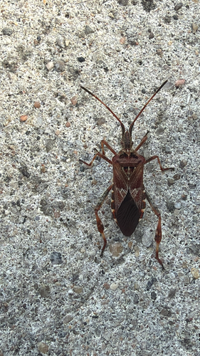 Western Conifer Seed Bug