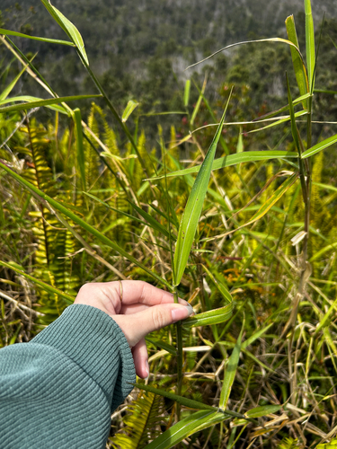 Melinis minutiflora observed 2026-08-29