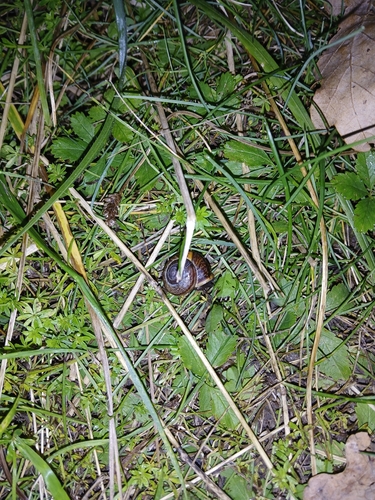 Copse Snail