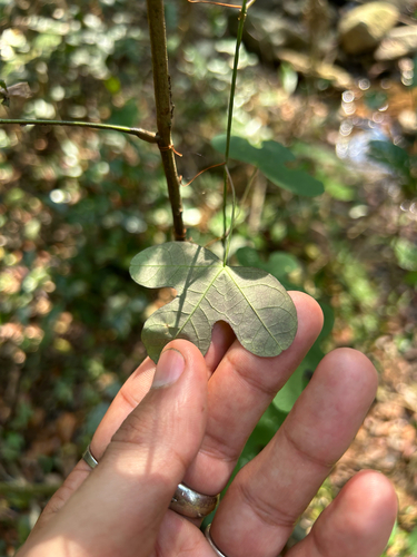Passiflora kermesina, photograph 2