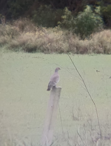 Picazuro Pigeon