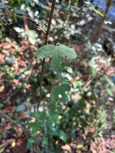 Passiflora kermesina