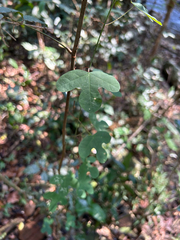 Passiflora kermesina