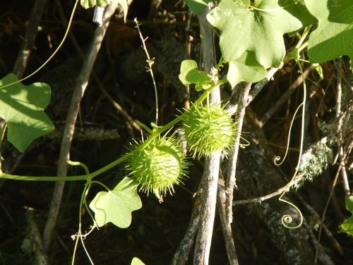 iNaturalist observation photo of California manroot