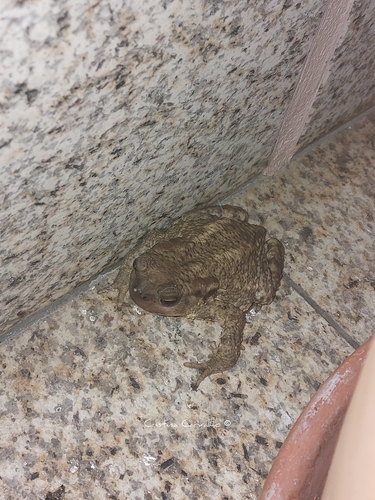 Spiny Toad
