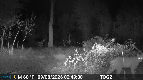 Bobcat