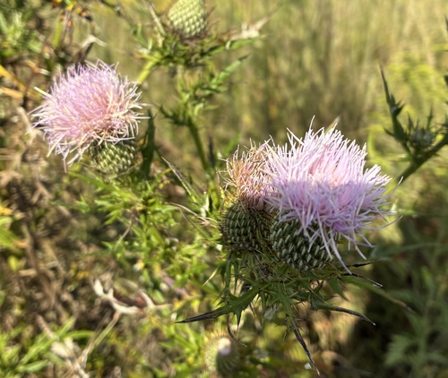field thistle