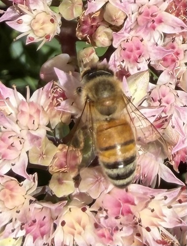 Western Honey Bee