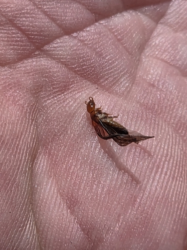 iNaturalist observation photo of Western Drywood Termite