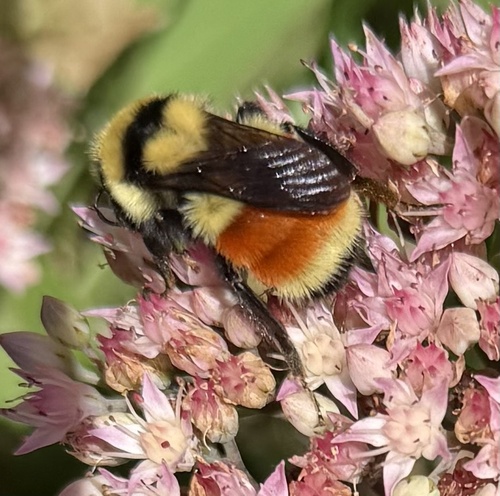 Hunt's Bumble Bee