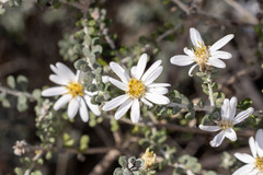 Olearia pimeleoides, photograph (c) Andrew Allen, some rights reserved (CC BY)