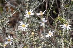 Olearia pimeleoides, photograph (c) Andrew Allen, some rights reserved (CC BY)