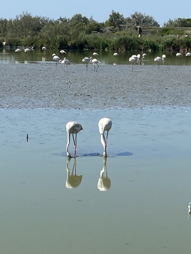 iNaturalist: (c) C.Muri, some rights reserved (CC BY-NC), uploaded by C.Muri iNaturalist image