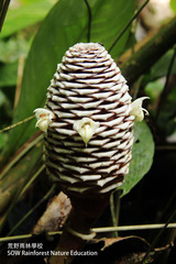 Zingiber pachysiphon