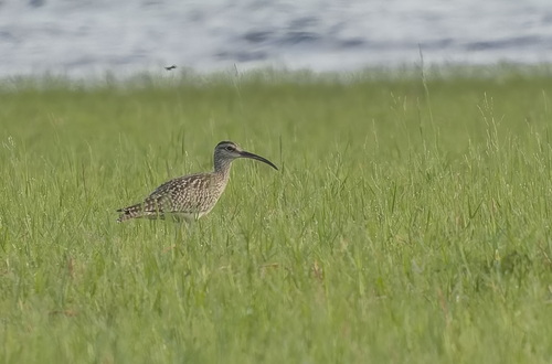 iNaturalist image