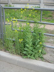 Sisymbrium loeselii