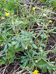 Ranunculus fallax