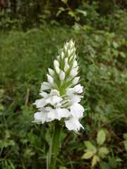 Dactylorhiza maculata ericetorum