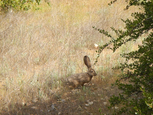 iNaturalist observation photo of Black-tailed Jackrabbit