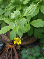 Geum urbanum