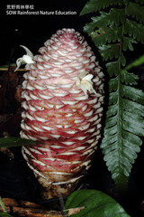 Zingiber pachysiphon