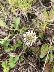 Trifolium repens