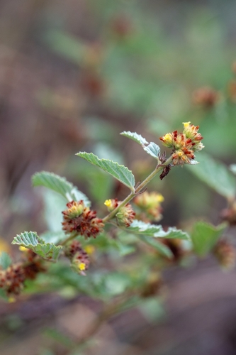 Waltheria indica, photograph 5
