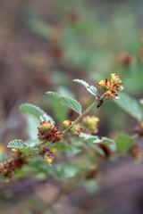 Waltheria indica, photograph (c) José Javier Barrios Flores, some rights reserved (CC BY)