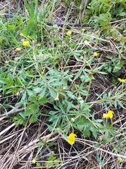 Ranunculus fallax