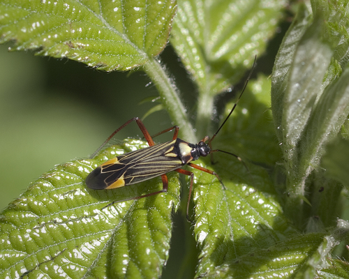 Nuostabioji žolblakė nuotrauka